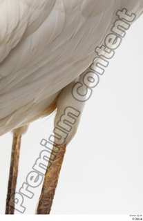 Stork  2 leg 0025.jpg